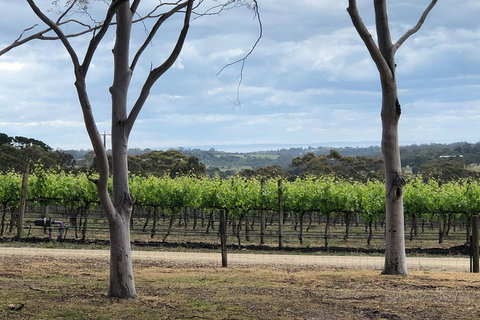 Yarra Valley Wine Tour Inc Lunch With A Glass Of Wine, Tastings And Chocolate - Foster Accommodation 3