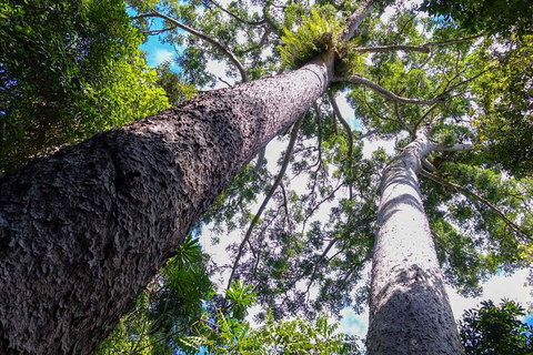 Paronella Park And Millaa Millaa Falls Full-day Tour From Cairns - Foster Accommodation 1