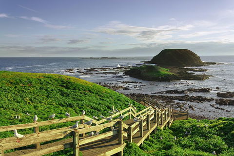 Full-Day Private Australian Wildlife Tour Of Phillip Island - Foster Accommodation 0