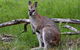 Ultimate Blue Mountains And Wildlife Tour - thumb 0