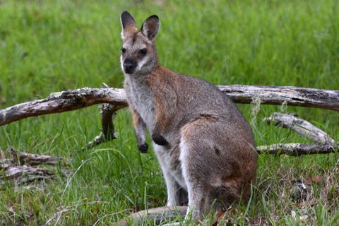 Ultimate Blue Mountains And Wildlife Tour - Foster Accommodation 0
