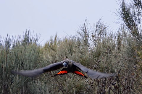 Ultimate Blue Mountains And Wildlife Tour - Foster Accommodation 5