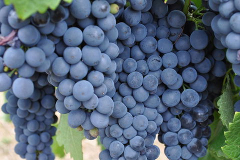 Barossa Valley Cellar Doors Luxury Wine Tour - Foster Accommodation 4