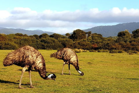 Wilson's Promontory & Phillip Island - 'Prom & Penguins' Tour - Foster Accommodation 4