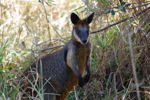 Byron Bay Combo: Hinterland Tour Including Minyon Falls And Kayaking With Dolphins - Foster Accommodation 2