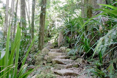 Byron Bay Combo: Hinterland Tour Including Minyon Falls And Kayaking With Dolphins - Foster Accommodation 5