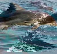 1.5HR Mudjimba Island Wildlife Safari - Foster Accommodation