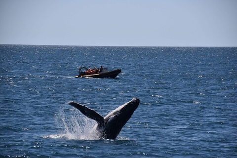 Adventure Whale Watching Tour Mooloolaba - Foster Accommodation 1