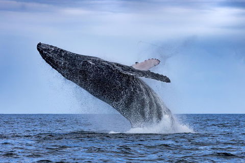 Adventure Whale Watching Tour Mooloolaba - Foster Accommodation 2