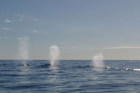 Adventure Whale Watching Tour Mooloolaba - Foster Accommodation 3