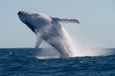 Adventure Whale Watching Tour Mooloolaba - Foster Accommodation 5
