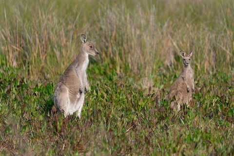 Wilsons Promontory Private 1 Day Tour - Foster Accommodation 0
