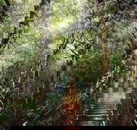 O'Reilly's  Lamington National Park from Gold Coast - Foster Accommodation