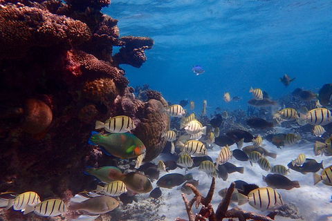 Lagoon Explorer - Ningaloo Reef Full-Day Kayaking And Snorkeling Adventure - Foster Accommodation 2