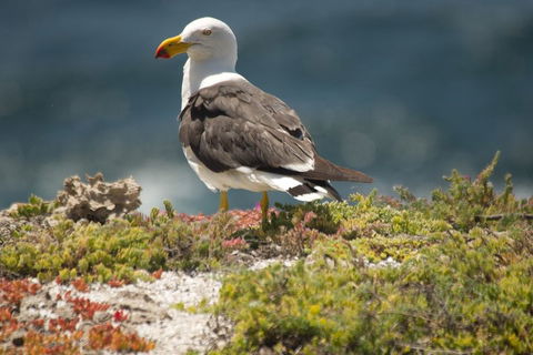 From The Mountains To The Bay - 4 Day Rediscovery Small Group Tour - Foster Accommodation 1