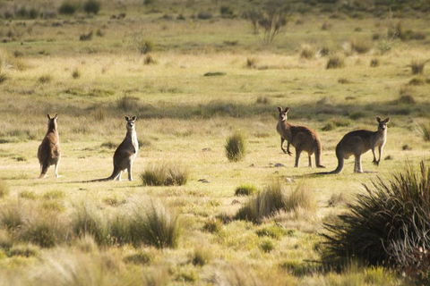 From The Mountains To The Bay - 4 Day Rediscovery Small Group Tour - Foster Accommodation 4