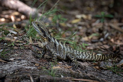 Cape Byron Aboriginal Tour - Foster Accommodation 3