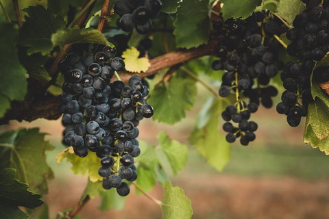Hideaway Private Tours Hunter Valley- Indulgence Wine Tour (Full Day) - Foster Accommodation 3