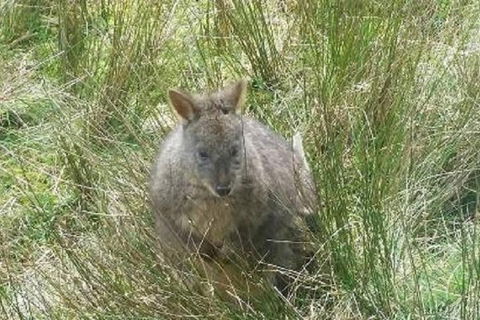 Leven Canyon Day Trip Including Wings Wildlife Park Or Gunns Plains Caves - Foster Accommodation 3