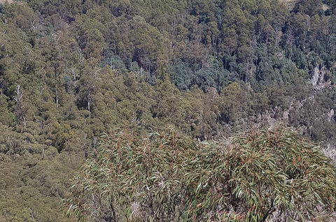 Leven Canyon Day Trip Including Wings Wildlife Park Or Gunns Plains Caves - Foster Accommodation 4