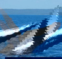 Mooloolaba Whale Watching Tour - Foster Accommodation