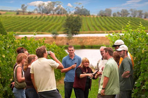 Yarra Valley Balloon Flight And Winery Tour - Foster Accommodation 4