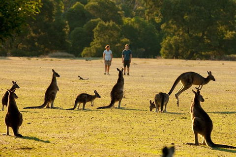 Grampians National Park Small-Group Eco Tour From Melbourne - Foster Accommodation 4