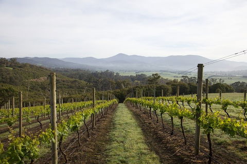 Yarra Valley 2-6 Guests Premium Food And Wine Inc Lunch At Dominique Portet - Foster Accommodation 1