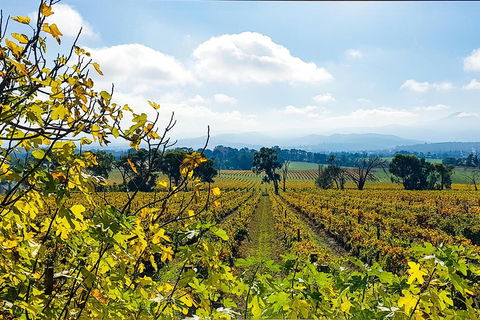 Yarra Valley Wine & Food Tour Departing From Melbourne - Foster Accommodation 4