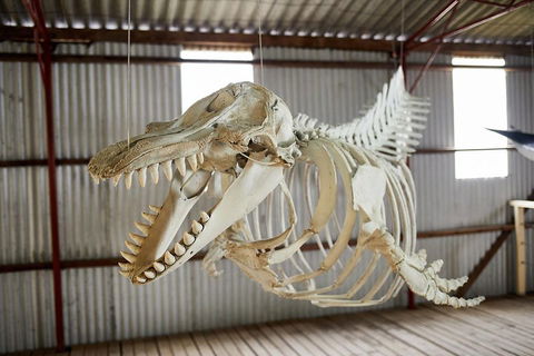 Albany's Whale Story - Foster Accommodation 3