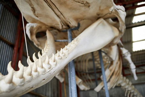 Albany's Whale Story - Foster Accommodation 5