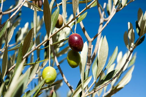 Fine Flavours - Full Day Kangaroo Island Food & Wine Tour - Foster Accommodation 4