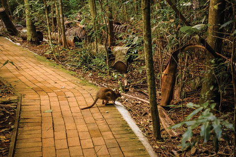 Full Day Sunshine Coast Hinterland Luxury Small Group Tour From Brisbane - Foster Accommodation 3