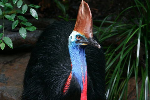Cape Tribulation, Daintree Rainforest And Wildlife Tour - Foster Accommodation 5