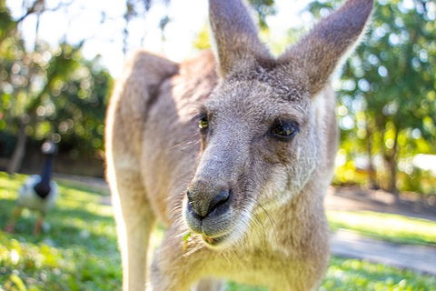 Virtual Interactive Australian Wildlife Tour With Private Guide-Wildlife Habitat - Foster Accommodation 2