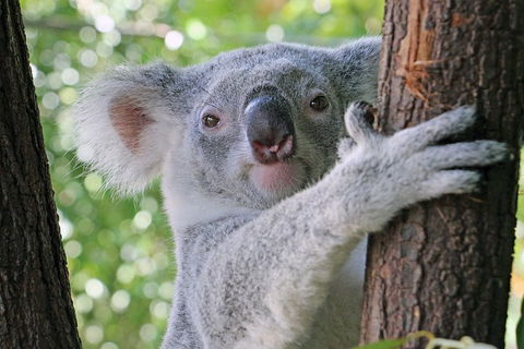 Virtual Interactive Australian Wildlife Tour With Private Guide-Wildlife Habitat - Foster Accommodation 3