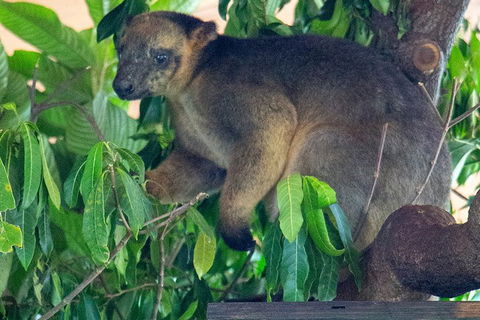 Virtual Interactive Australian Wildlife Tour With Private Guide-Wildlife Habitat - Foster Accommodation 4