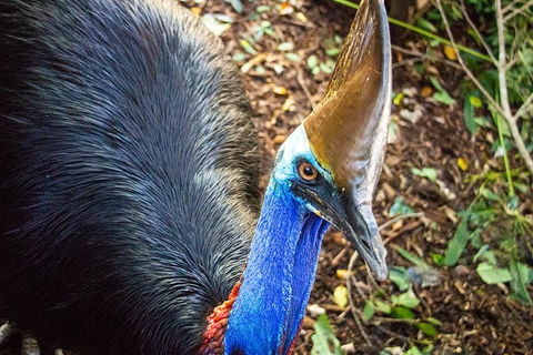 Virtual Interactive Australian Wildlife Tour With Private Guide-Wildlife Habitat - Foster Accommodation 5