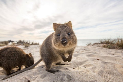 Rottnest Bayseeker Bus Tour From Hillarys Boat Harbour - Foster Accommodation 1
