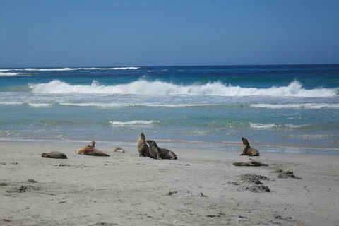 Kangaroo Island In A Day Tour From Adelaide - Foster Accommodation 1