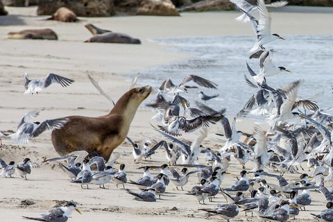 Full-Day Kangaroo Island Experience Departing From Kangaroo Island - Foster Accommodation 1