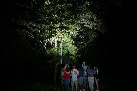 Atherton Tablelands Rain Forest By Night From Cairns - Foster Accommodation 2