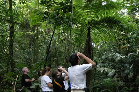Atherton Tablelands Rain Forest By Night From Cairns - Foster Accommodation 3