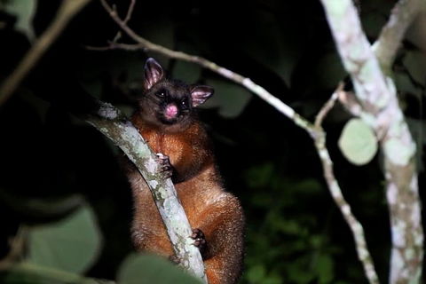 Atherton Tablelands Rain Forest By Night From Cairns - Foster Accommodation 4