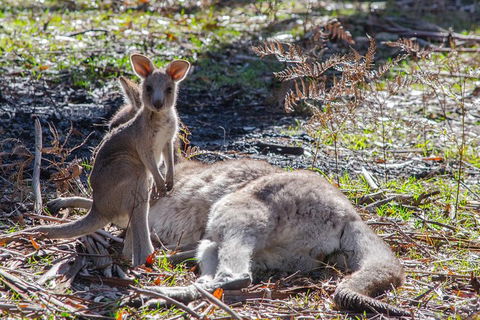 Adelaide To Melbourne 3-Day Trip Through Grampians And Great Ocean Road - Foster Accommodation 5