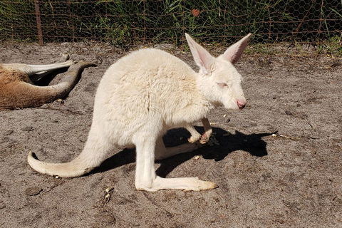 Very Best Of Perth Tour - Wildlife Park & City Highlights Tour - Foster Accommodation 3