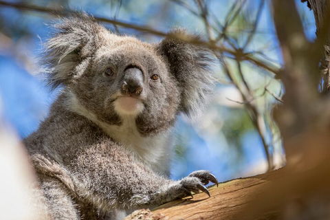 Phillip Island Penguin And Koala Highlights Day-Trip From Melbourne - Foster Accommodation 2