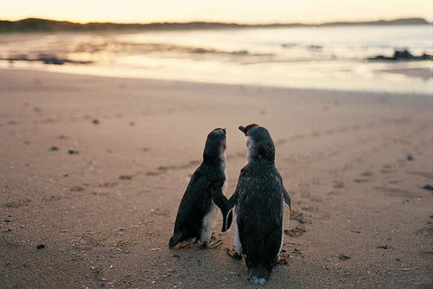 Phillip Island Penguin And Koala Highlights Day-Trip From Melbourne - Foster Accommodation 4