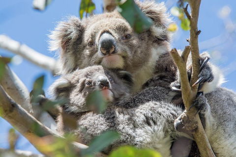 3-Day Adelaide To Melbourne Overland Trip Through Grampians And Great Ocean Road - Foster Accommodation 3