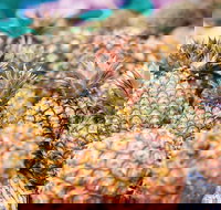 Sunshine Coast Eumundi Markets Return Minibus Transfer - Foster Accommodation